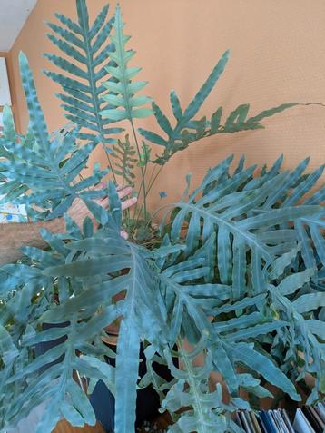 Blauwvaren - mooie kamerplant (Phlebodium of Zinkvaren) beschikbaar voor biedingen