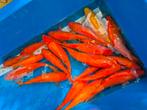 Karashigoi red, Dieren en Toebehoren, Vissen | Vijvervissen, Karper of Koi