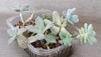 Bakje 5 echeveria graptopetalum vetplant succulent, Vetplant, Ophalen of Verzenden, In pot, Minder dan 100 cm
