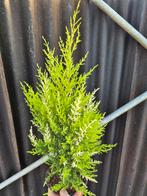 Cupressus M Snowcrest, Ophalen of Verzenden, Halfschaduw, Minder dan 100 cm