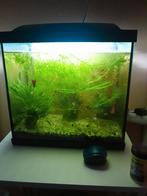 Aquarium 20 liter met 3 visjes, Ophalen, Zo goed als nieuw, Leeg aquarium