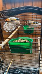 Majoor putter xxxl, Meerdere dieren, Bastaard