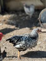 Wyandotte kriel columbia zwart wit en zilver gezoomd, Dieren en Toebehoren, Pluimvee, Vrouwelijk, Kip