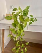 Golden Pothos with coloured leaves (Epipremnum aureum), Ophalen, Volle zon, Overige soorten