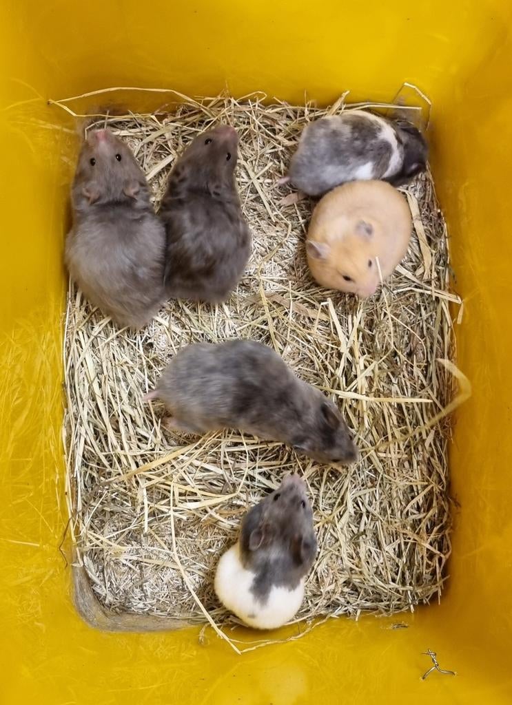Syrische hamsters jong (goudhamsters) verschillende kleuren, Hamster, Februari, Meerdere dieren, Tam