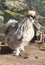 Zijdehoender haan gratis, Dieren en Toebehoren, Pluimvee, Mannelijk, Kip