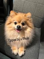 Honden oppas aangeboden aan huis!, Particuliere oppas