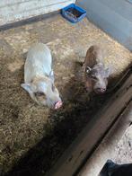 Mini varkens, Dieren en Toebehoren, Vrouwelijk, Varken