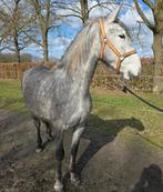 PRE merrie, Dieren en Toebehoren, Paarden, Merrie, Met stamboom, 3 tot 6 jaar, 160 tot 165 cm