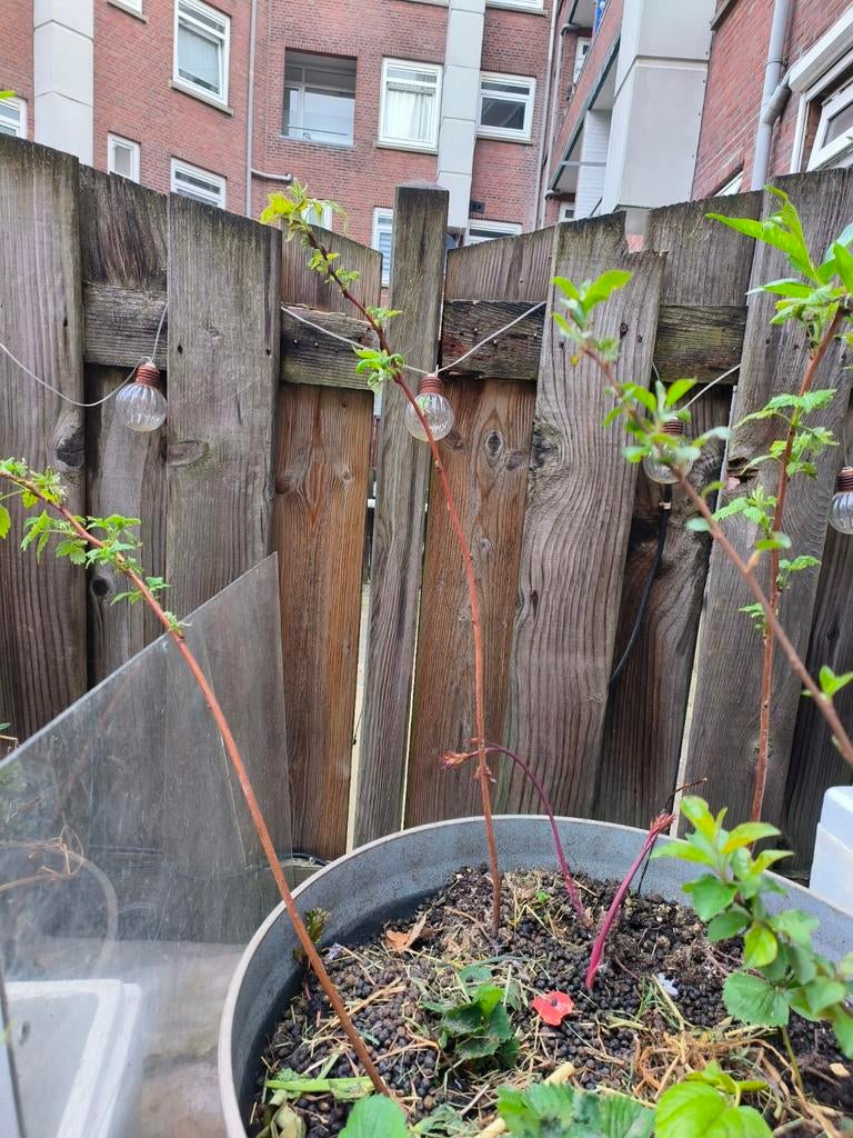 Framboos plantjes2€ / stuk, Ophalen of Verzenden, Minder dan 100 cm, Overige soorten, Zomer