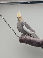 Valkparkiet man 4 jaar oud, Dieren en Toebehoren, Vogels | Parkieten en Papegaaien, Mannelijk, Parkiet