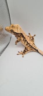 Wimpergekko, Dieren en Toebehoren, Hagedis, 0 tot 2 jaar