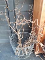 Paastakken kronkelhazelaar 1 a 1.5 lang, Ophalen of Verzenden, Nieuw, 20 meter of meer