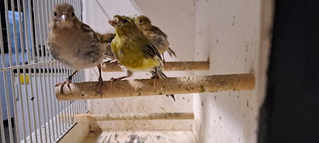 Raza espagnola kanarie, Dieren en Toebehoren, Vogels | Kanaries, Meerdere dieren, Zangkanarie