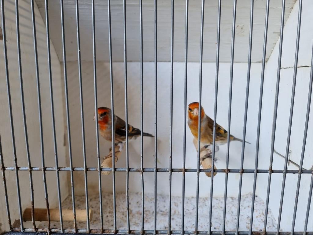 Mooie Bastaardputters te koop, Dieren en Toebehoren, Mannelijk