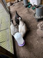 Groot kippenhok te koop, Dieren en Toebehoren, Pluimvee, Vrouwelijk, Kip