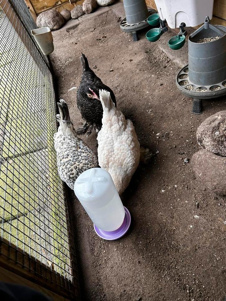 Groot kippenhok te koop, Dieren en Toebehoren, Pluimvee, Kip, Vrouwelijk