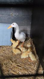 Indische loopeendkuikens, Dieren en Toebehoren, Pluimvee, Meerdere dieren, Eend