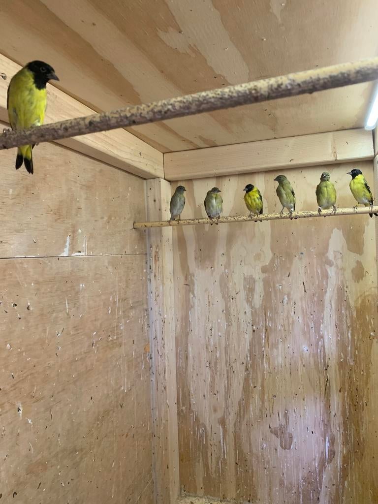 zwart kop sijsjes1 koppel, Meerdere dieren