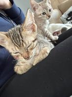 Deze lieve kittens zoeken een forever home, Meerdere dieren