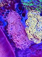 Felgekleurde koralen uit eigen kweek, Dieren en Toebehoren