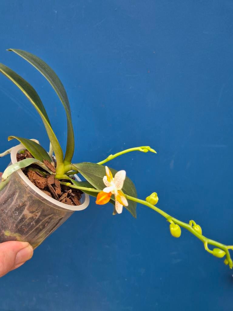 Orchidee Phalaenopsis Minimark p9 (2)