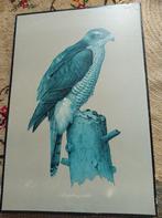 Schoolplaat Accipiter gentilis, Ophalen of Verzenden