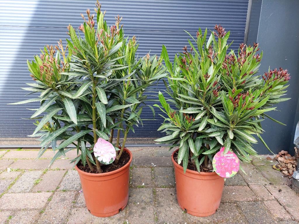 Nerium Oleander- Oleander (Lichtroze en rood/donkerroze) H68, Volle zon, Vaste plant, Zomer, Ophalen