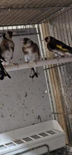 parva 2024, Meerdere dieren