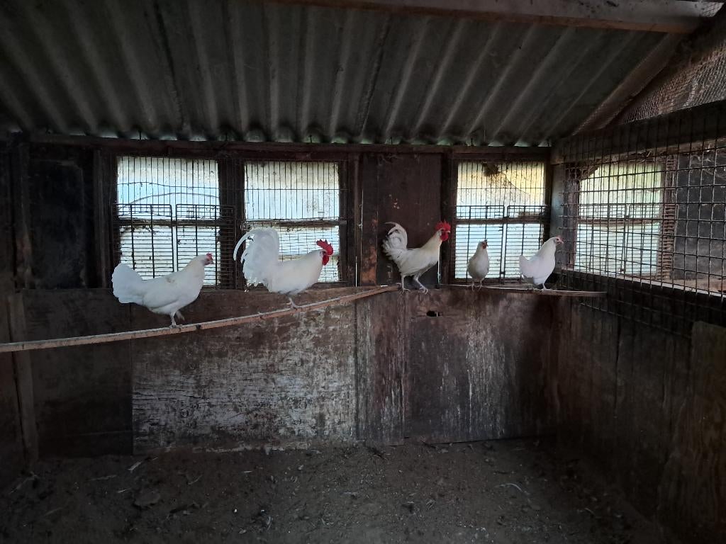 Kippen, Dieren en Toebehoren, Pluimvee, Vrouwelijk, Kip