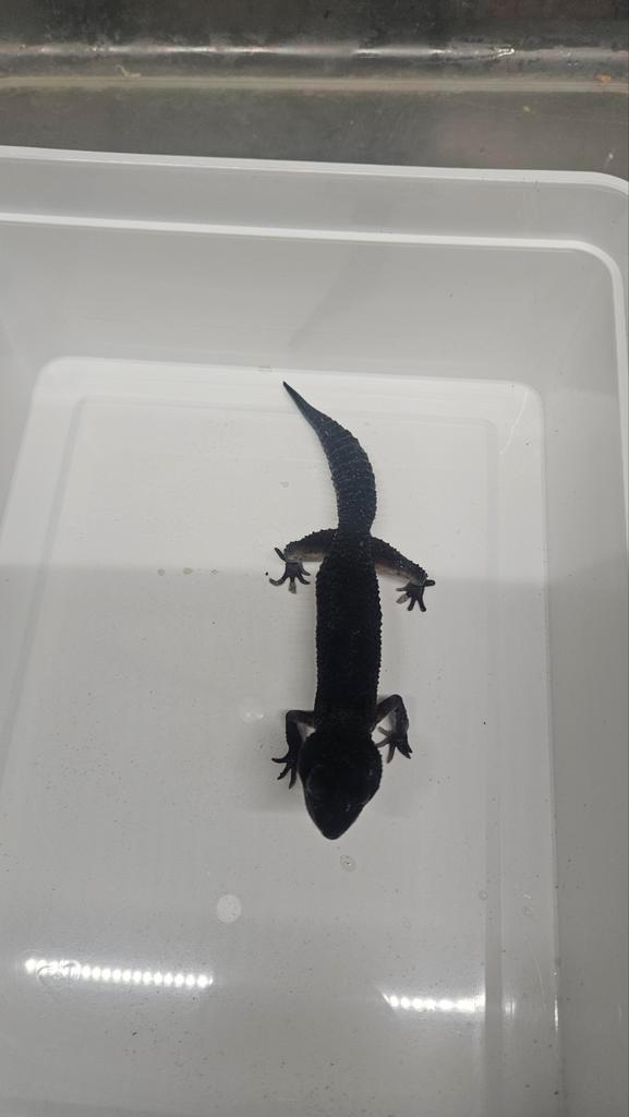 Luipaardgekko Black night vrouwtje is aan het vervellen Leopard Gecko - female for sale from Peter