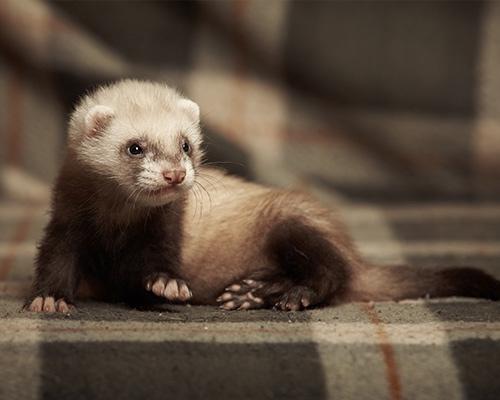 GEZOCHT fretten pup!, Dieren en Toebehoren, Overige Dieren, April, Vrouwelijk
