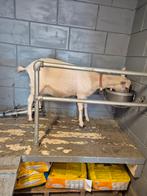 Melkgevende geit, Vrouwelijk, Geit