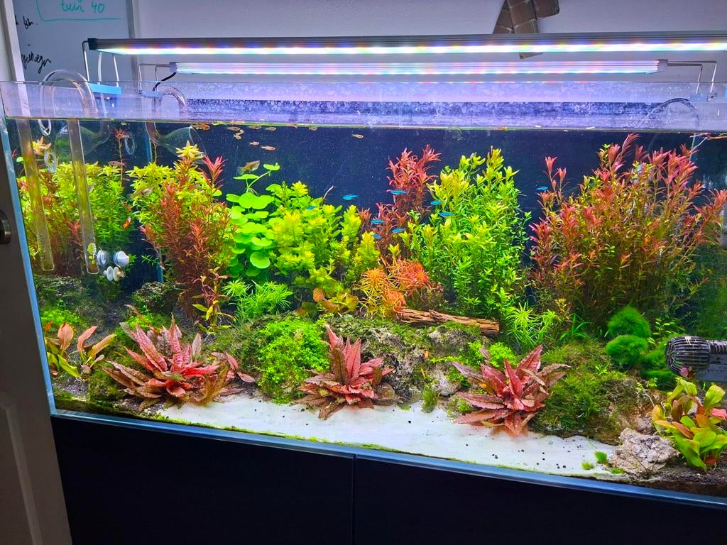 HEEL VEEL mooie aquarium planten stekken, Ophalen of Verzenden, Nieuw, Plant(en), Steen of Hout