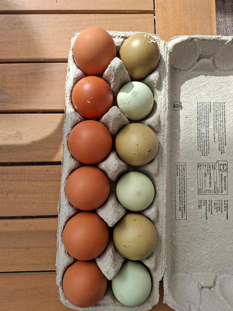 Bonte mix broedeieren en kuikens, Dieren en Toebehoren, Pluimvee