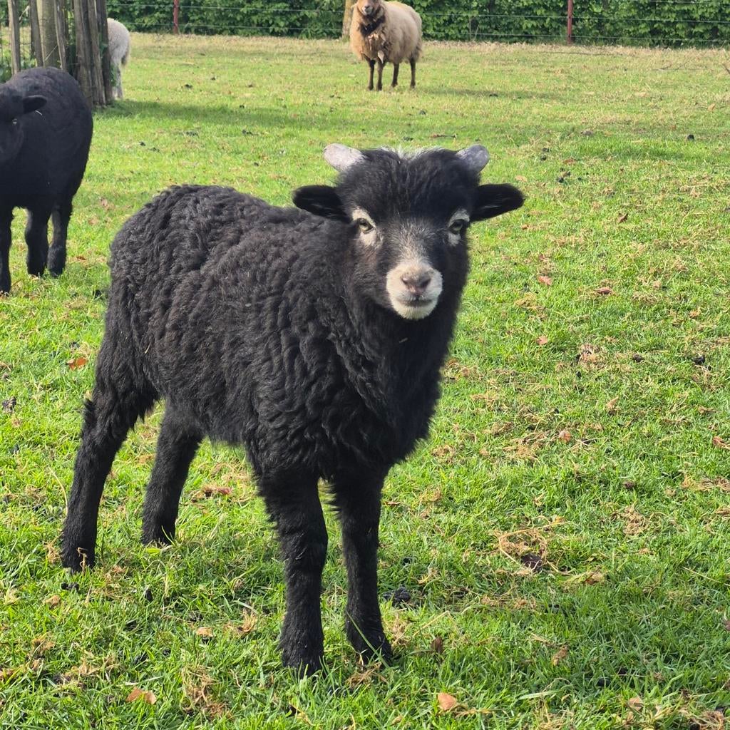 Ouessanten bok, Dieren en Toebehoren, Mannelijk, Schaap