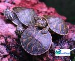 Pseudemys nelsoni, Schildpad, Tam, 0 tot 2 jaar