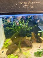 Schitterende kweekgroep HB Any colour guppen, Vis