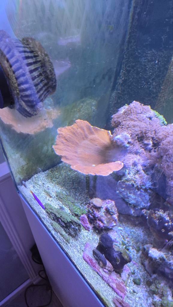 Montipora capricornis rood, Dieren en Toebehoren, Vissen | Aquariumvissen, Slak of Weekdier, Zoutwatervis