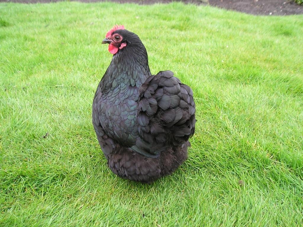 Broedeieren orpington kriel, Dieren en Toebehoren, Geslacht onbekend, Kip