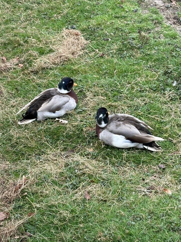 Wild kleur kwakers, Dieren en Toebehoren, Mannelijk, Eend