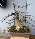 Bonsai eik quercus, Bloeit niet, Halfschaduw, Minder dan 100 cm, Overige soorten