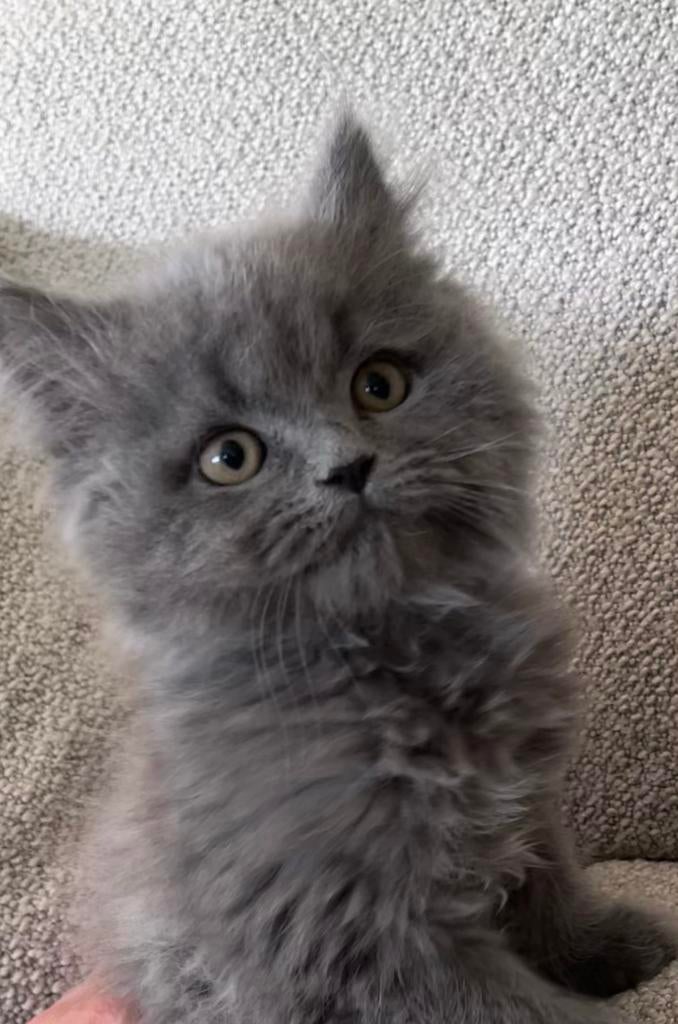 **Twee prachtige britse langhaar katertjes**, Dieren en Toebehoren, Katten en Kittens | Raskatten | Langhaar, Kater, Ontwormd