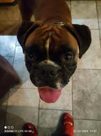 Oppas uitlaat voor honden, katten, dieren. Regio Leiden