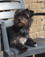 Goed huis gezocht voor Bo., Parvo, Overige rassen, Teef, Eén hond