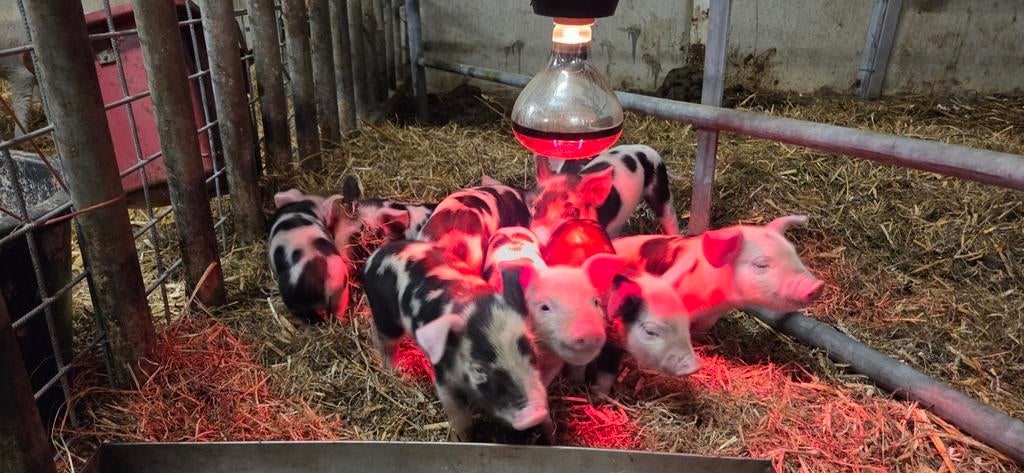 Bonte bentheimer biggen, Dieren en Toebehoren, Meerdere dieren, Schaap
