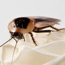 krekels, wasmot, meelworm, sprinkhanen etc evt per post, Dieren en Toebehoren, Reptielen en Amfibieën, Amfibie, 0 tot 2 jaar