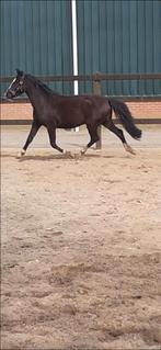 3 jarige D pony, Springpony, 3 tot 6 jaar, Onbeleerd, D pony (1.37m tot 1.48m)