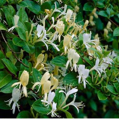 Kamperfoelie wintergroen - Lonicera japonica Hall’s Prolific, Tuin en Terras, Planten | Tuinplanten, Vaste plant, Ophalen of Verzenden