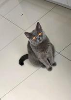 Britse korthaar, Poes, Gechipt